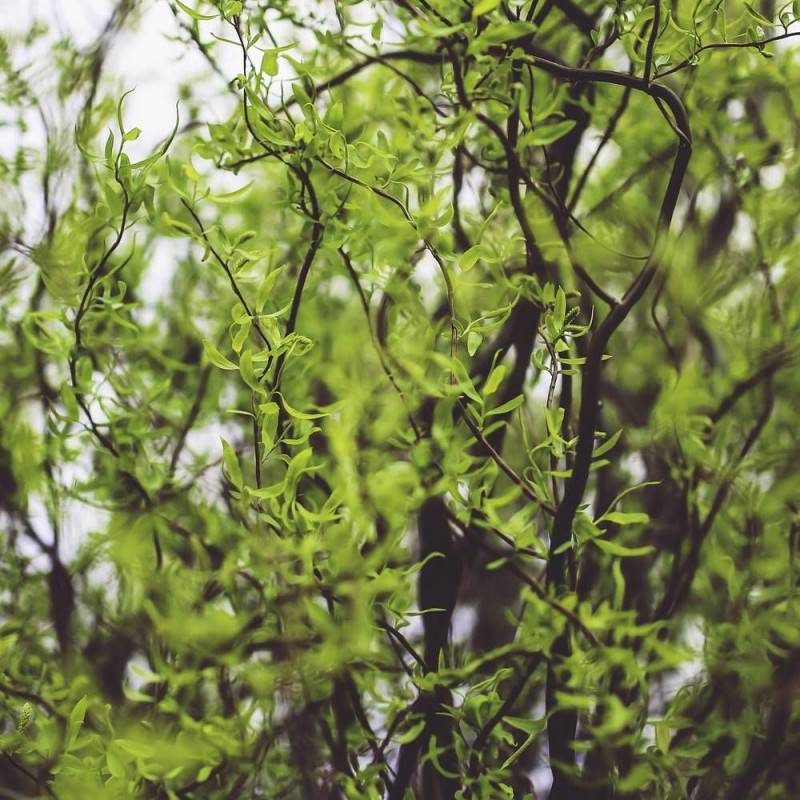 Saule de Pékin tortueux, Salix - Godet - 5/20 cm - Imagen 2