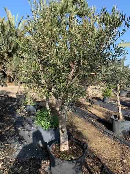 Sans Marque - Olea europaea (Oliviers) gros sujets Couleur floraison:Blanc - Taille:Périmètre de tronc 50/60cm - 170/220cm - Imagen 2
