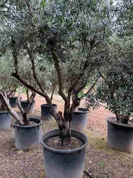 Sans Marque - Olea europaea (Oliviers) gros sujets Couleur floraison:Blanc - Taille:Périmètre de tronc 50/60cm - 170/220cm - Imagen 6
