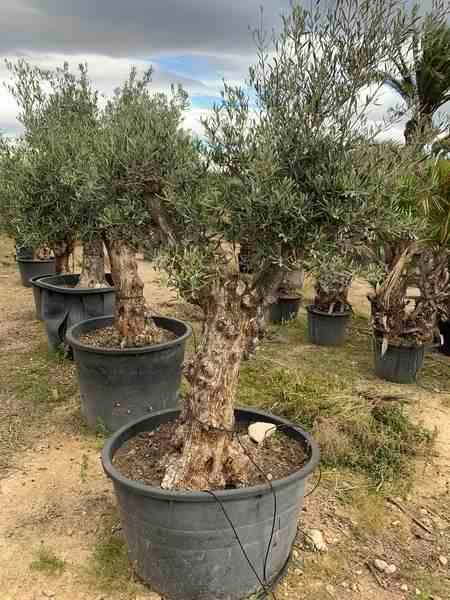 Sans Marque - Olea europaea (Oliviers) gros sujets Couleur floraison:Blanc - Taille:Périmètre de tronc 50/60cm - 170/220cm - Imagen 7