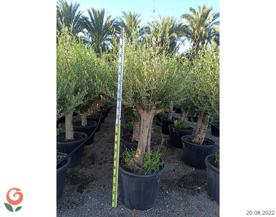 Sans Marque - Olea europaea (Oliviers) gros sujets Couleur floraison:Blanc - Taille:Périmètre de tronc 50/60cm - 170/220cm - Imagen 9