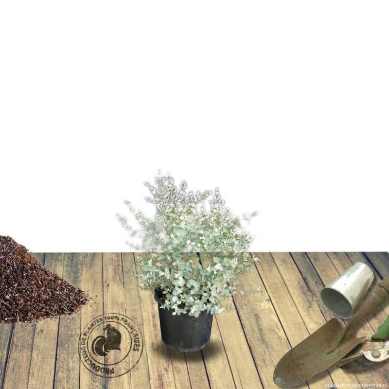 Eucalyptus gunni, Eucalyptus à feuilles rondes, Gommier cidre - Pot de 7,5L - 60/80 cm - Image 8