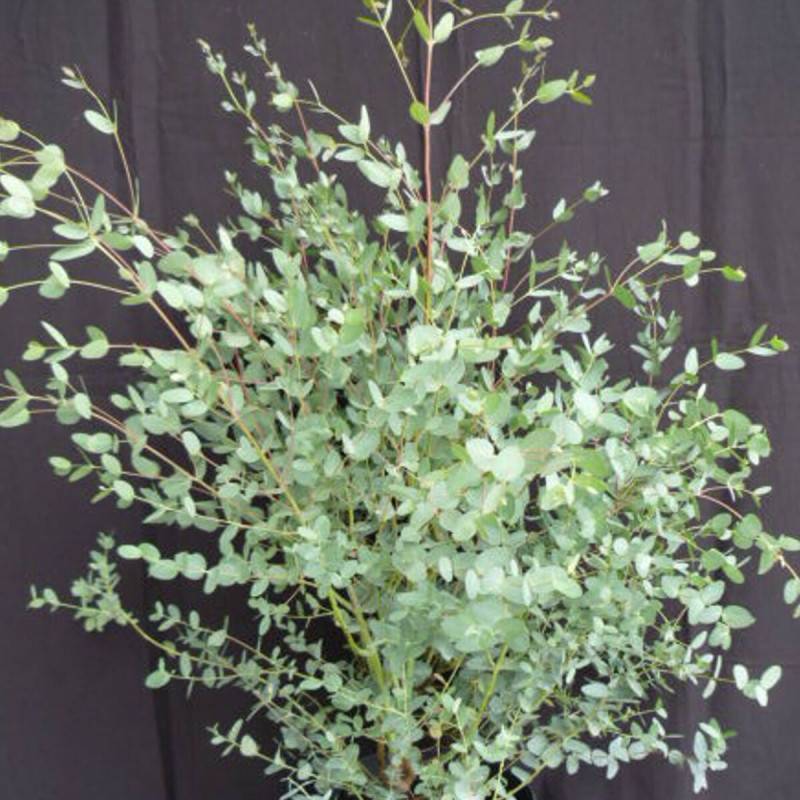 Eucalyptus gunni, Eucalyptus à feuilles rondes, Gommier cidre - Pot de 7,5L - 60/80 cm - Image 1