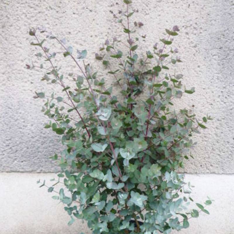 Eucalyptus gunni, Eucalyptus à feuilles rondes, Gommier cidre - Pot de 7,5L - 60/80 cm - Image 7