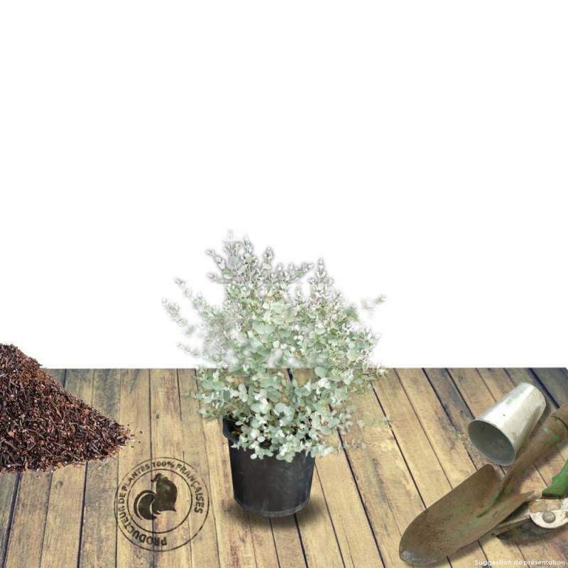 Eucalyptus gunni, Eucalyptus à feuilles rondes, Gommier cidre - Pot de 7,5L - 60/80 cm - Image 9