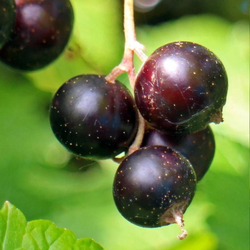 Cassis Perles d´Auvergne® 'Delcaresnoi' - Très productif rendement - Pot de 10 Litres - 1/4 tige - De 1,00 m à 1,50 m - Image 5