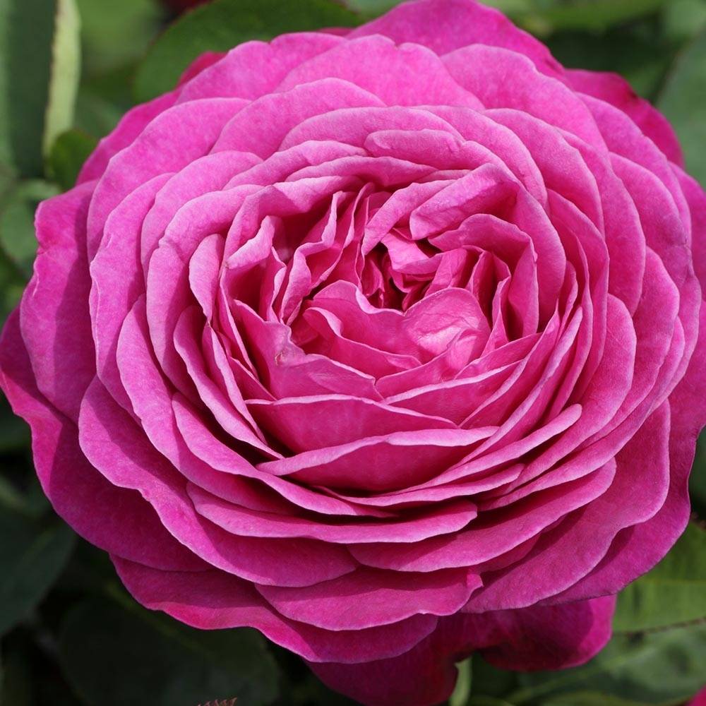 Rosier tige Heidi Klum  Pot de 7,5L/10L, Tige, Tige de 50/60