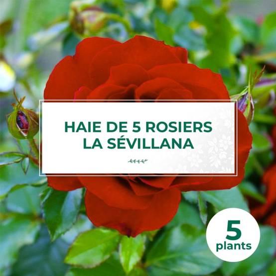 Haie de 5 Rosiers 'La Sevillana' - - Pépinières Naudet - Image 1