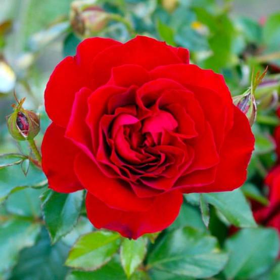 Haie de 5 Rosiers 'La Sevillana' - - Pépinières Naudet - Image 2