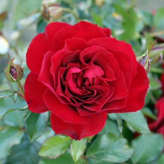 Haie de 5 Rosiers 'La Sevillana' - - Pépinières Naudet - Image 3