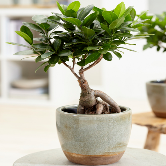 Gardenersdream - Ficus Ginseng Laurier D’Inde Bonsaï D’Intérieur Décoratif En Pot 12 Cm - GardenersDream - Image 1