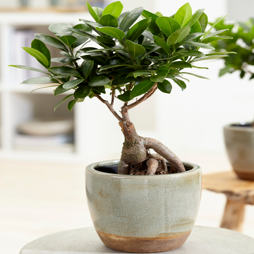 Gardenersdream - Ficus Ginseng Laurier D’Inde Bonsaï D’Intérieur Décoratif En Pot 12 Cm - GardenersDream