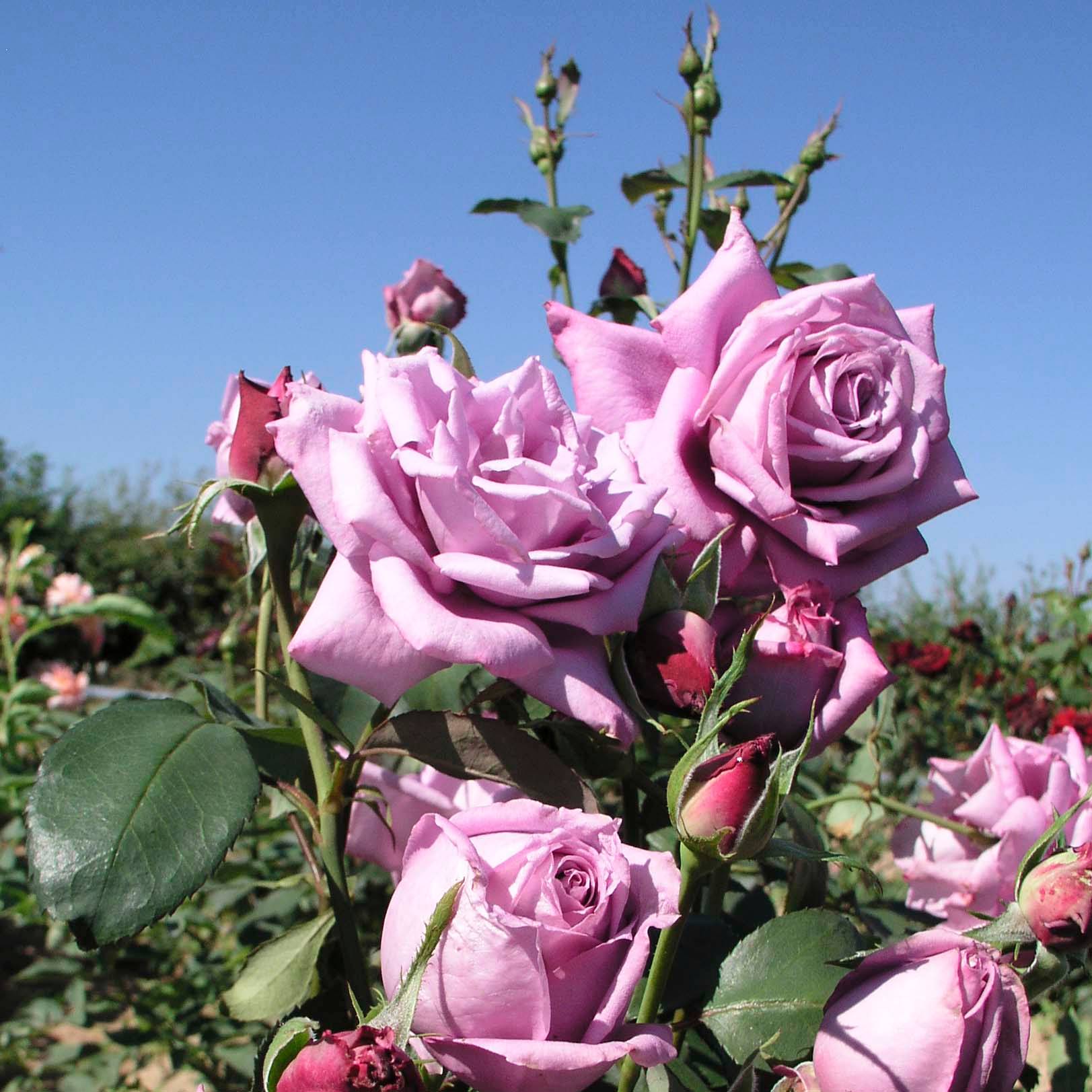 Rosier à grandes fleurs Mamy Blue Pot de 4L/5L - Jardiland