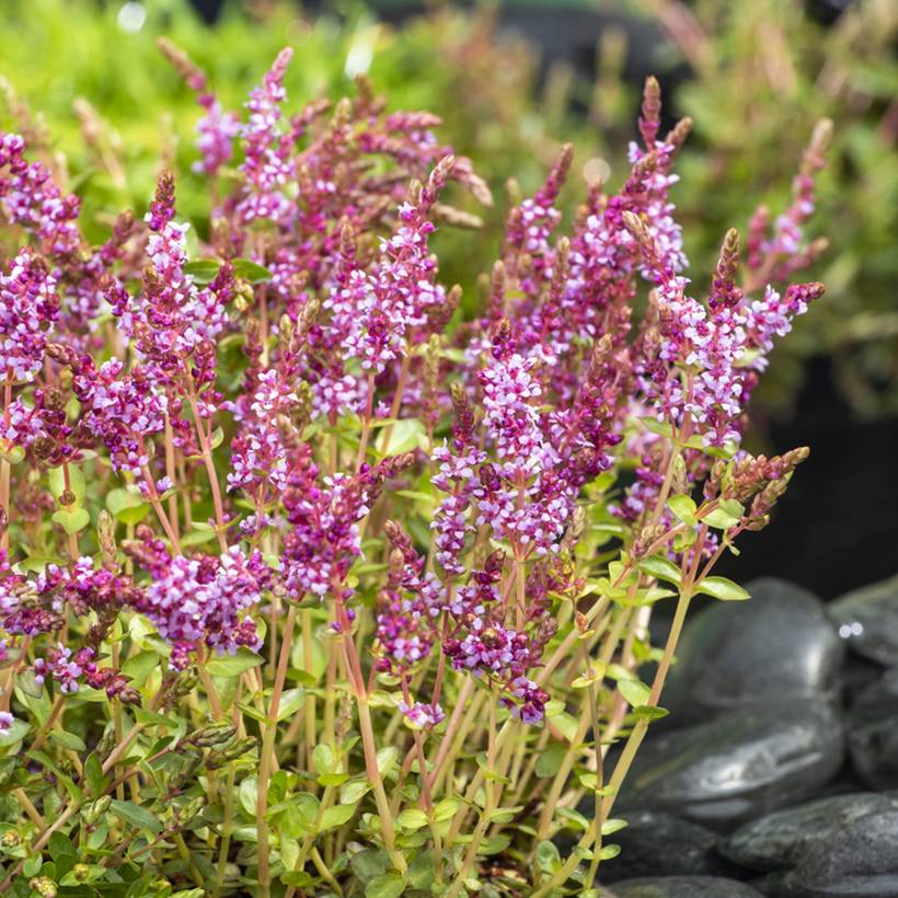 Rotala indica - Rotala des Indes Pot de 1L/1,5L