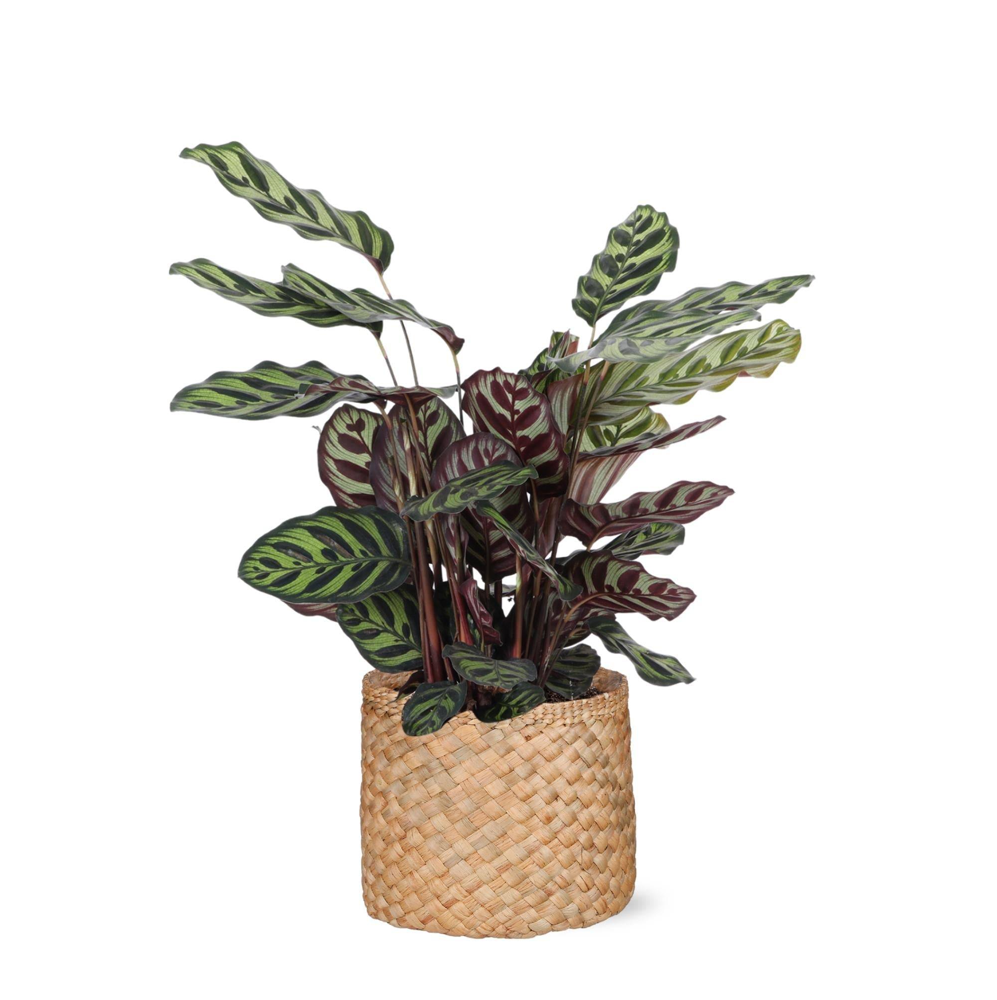 La Green Touch - Calathea Makoyana et son pot- La Green Touch Panier naturel - Hauteur 70cm