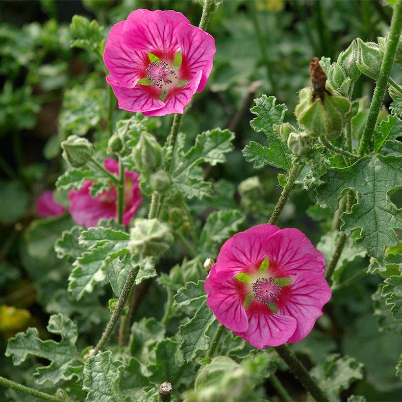 Promesse de Fleurs - Anisodontea scabrosa Large Red - Mauve du Cap Godet de 8/9 cm