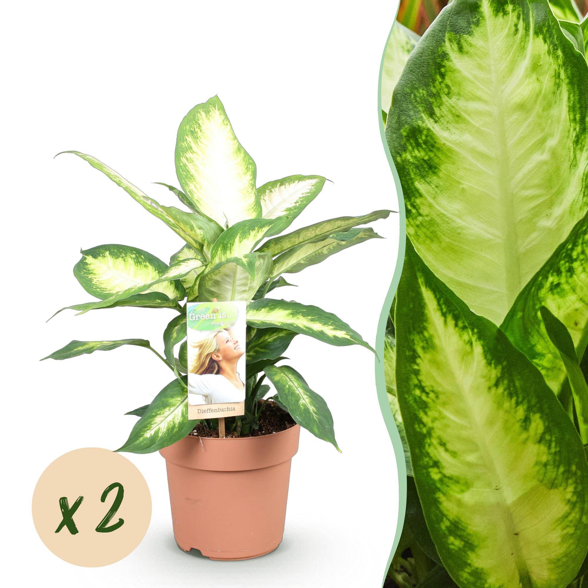 Diefenbachia Camilla - Dieffenbachia - Pot de 17cm - Hauteur 45-50cm - 2 plantes - Sans cache-pot - Plantes d'intérieur
