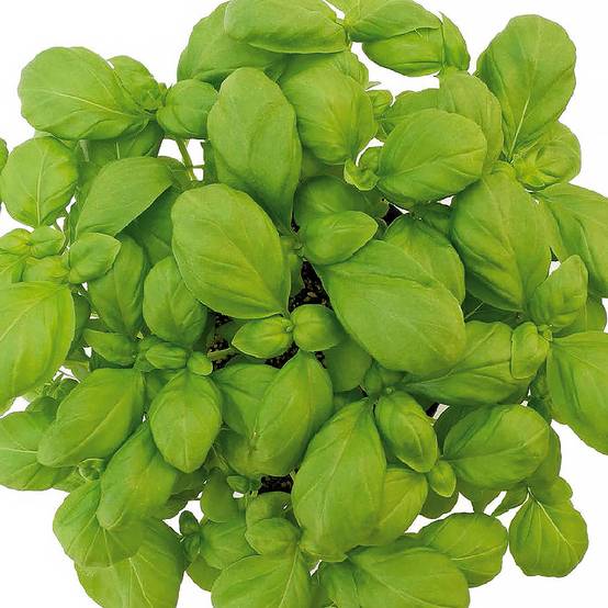 Basilic de Gênes Loki BIO le sachet de 600 graines environ (1g)