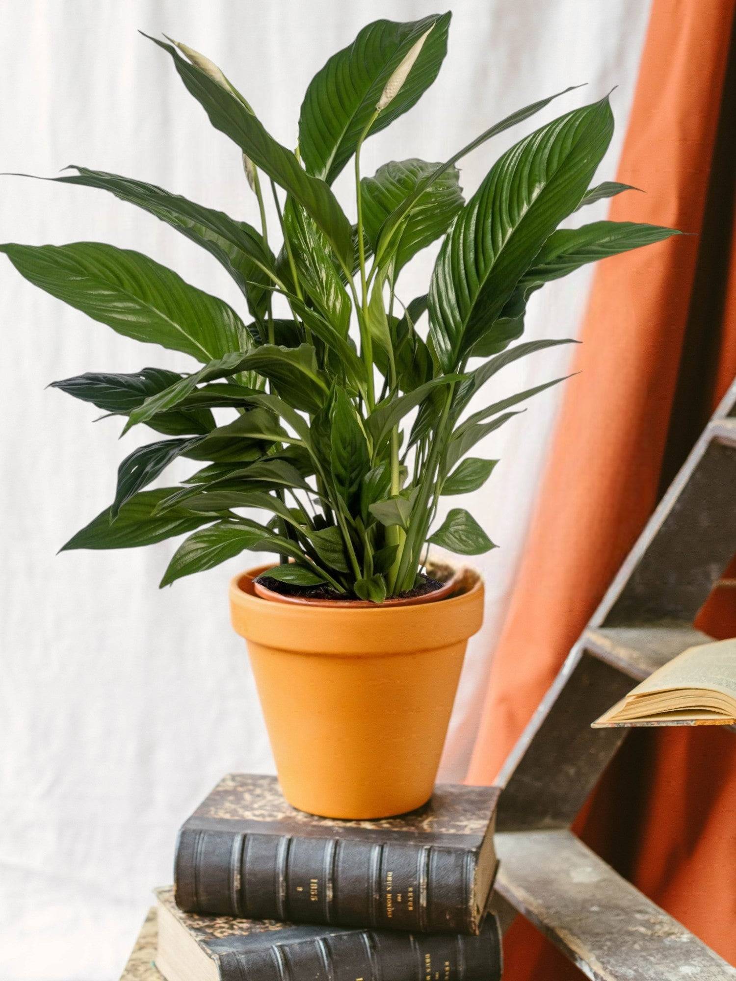 La Green Touch - Spathiphyllum Vivaldi 70cm - Plante d'intérieur- La Green Touch - Image 1