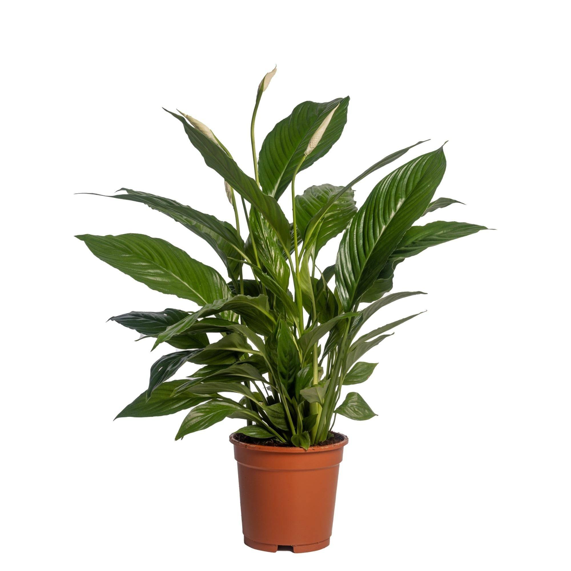 La Green Touch - Spathiphyllum Vivaldi 70cm - Plante d'intérieur- La Green Touch - Image 3