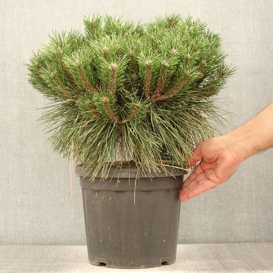 Pinus nigra Pierrick Brégeon - Pin noir Pot de 7,5L/10L - Image 2