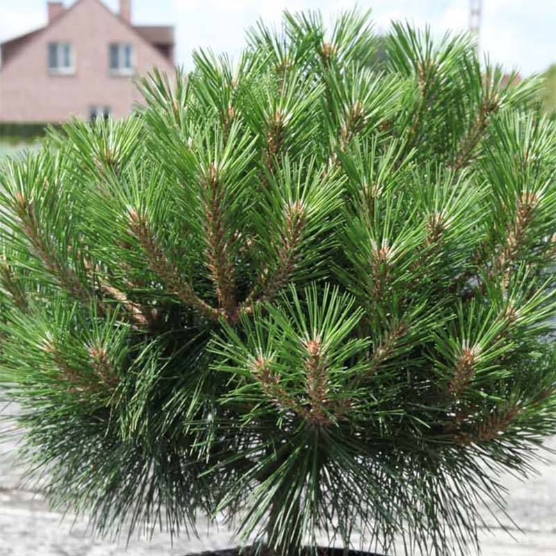 Pinus nigra Pierrick Brégeon  - Pin noir Pot de 7,5L/10L - Image 1