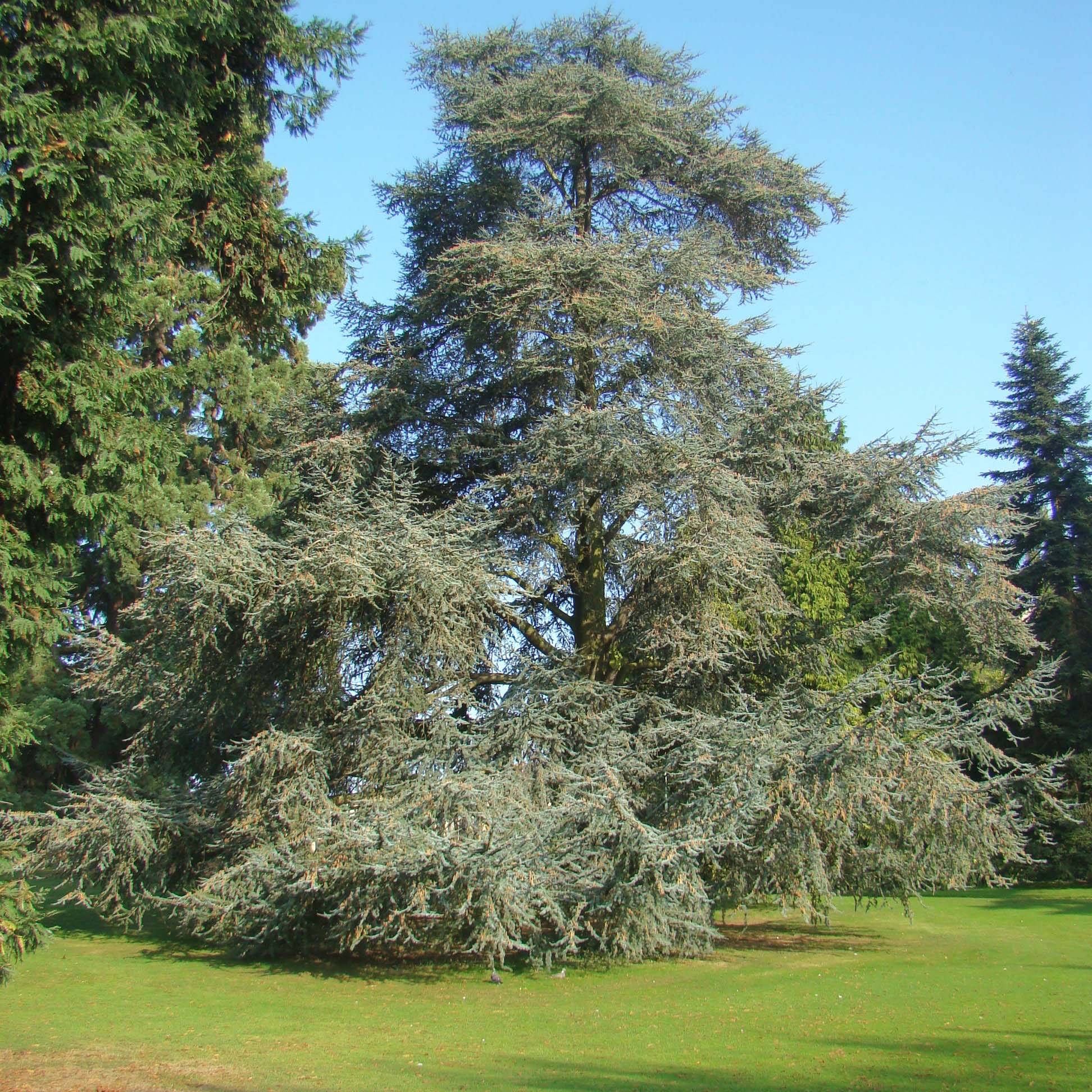 Cèdre bleu de l'Atlas - Cedrus libani Atlantica Glauca Pot de 7,5L/10L