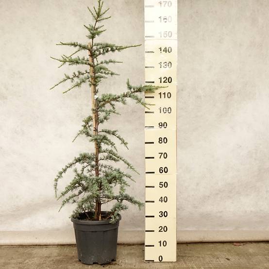Cèdre bleu de l'Atlas - Cedrus libani Atlantica Glauca Pot de 7,5L/10L - Image 2
