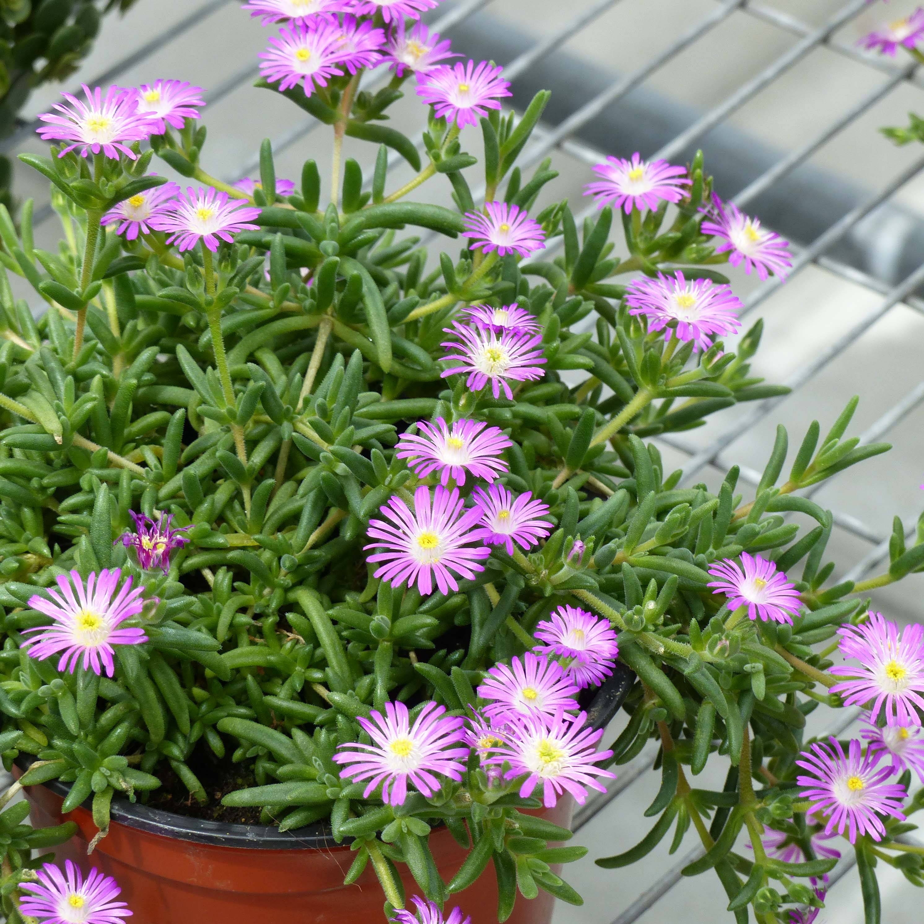 Delosperma Wheels of Wonder Violet Godet de 8/9 cm