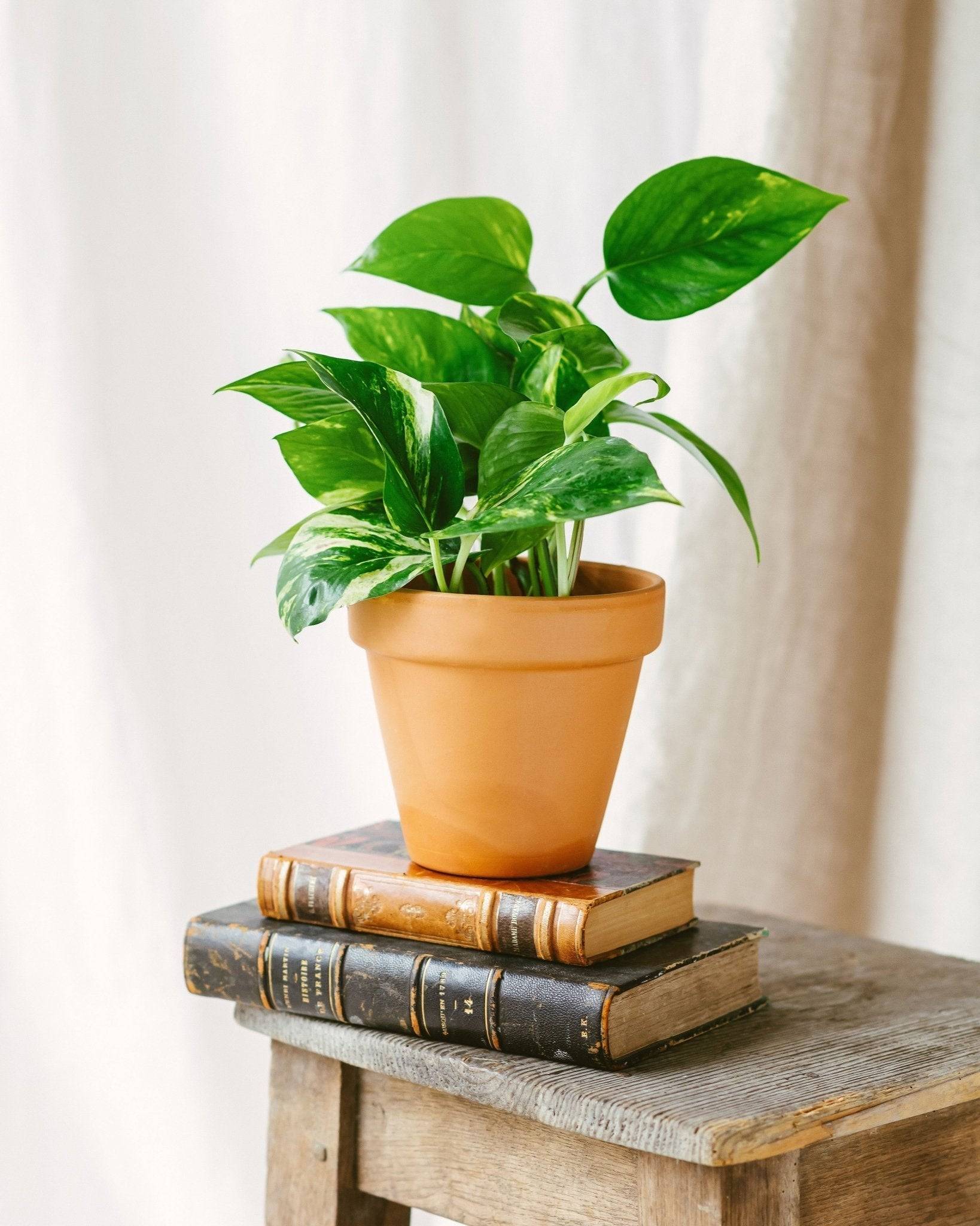 Pothos golden epipremnum 45cm - Plante d'intérieur- La Green Touch - Image 3