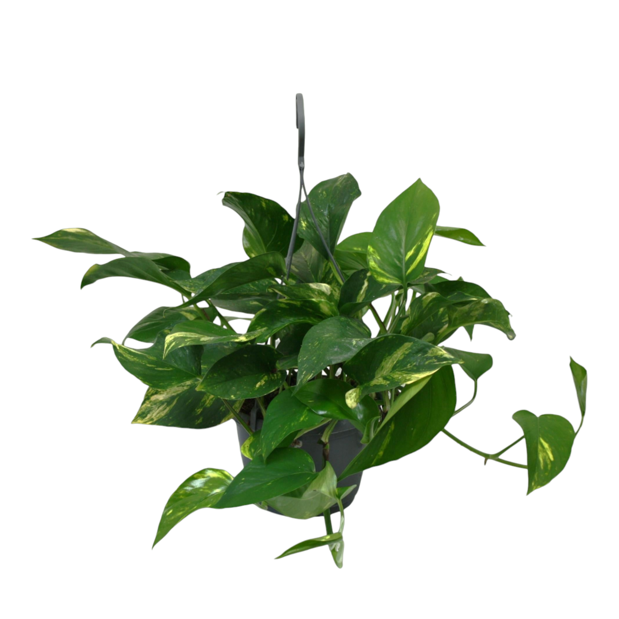 Pothos golden epipremnum 45cm - Plante d'intérieur- La Green Touch - Image 1