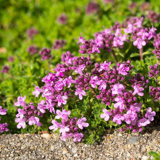 Thym serpolet Elfin - Thymus serpyllum Godet de 8/9 cm