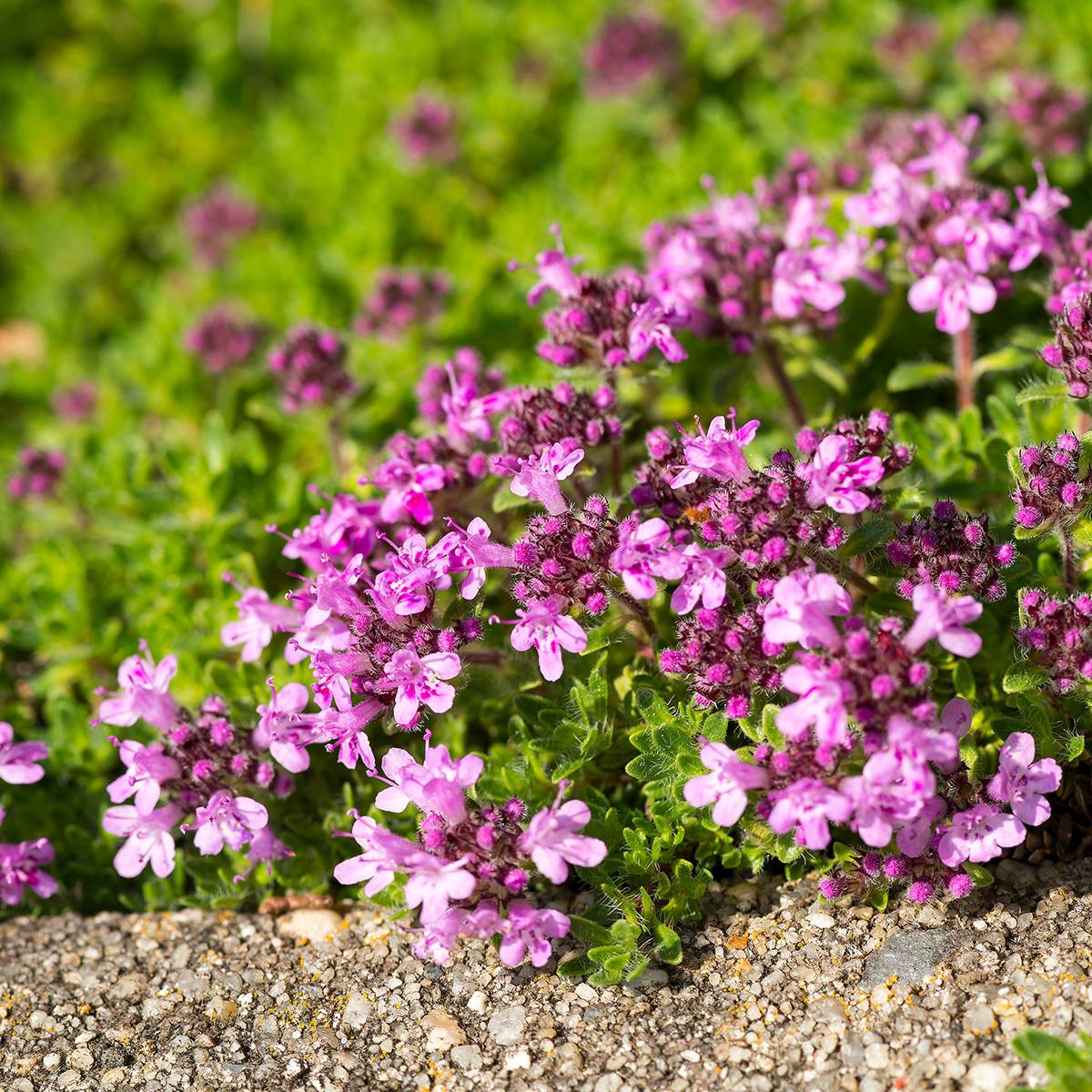 Thym serpolet Elfin - Thymus serpyllum Godet de 8/9 cm