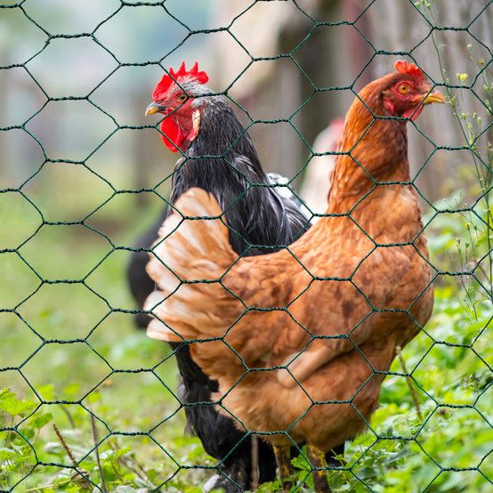 IDMARKET - Grillage pour poules vert 1x25M maille 25mm triple torsion clôture souple jardin animaux - Image 1