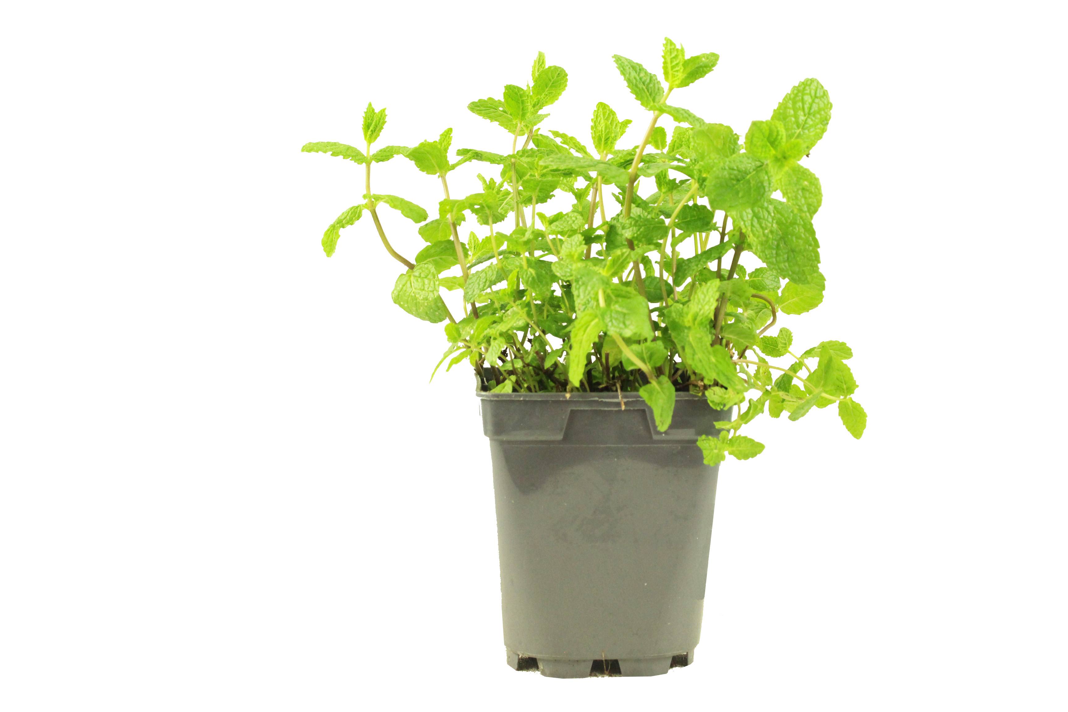 Menthe marocaine pot de 1 litre - Image 1