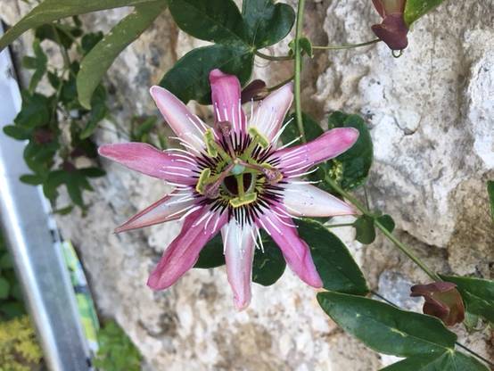 Promesse de Fleurs - Passiflore Victoria - Fleur de la Passion Pot de 2L/3L