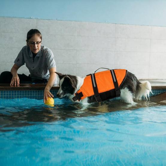 Gilet de sauvetage pour chien M IntiMeg - Image 8