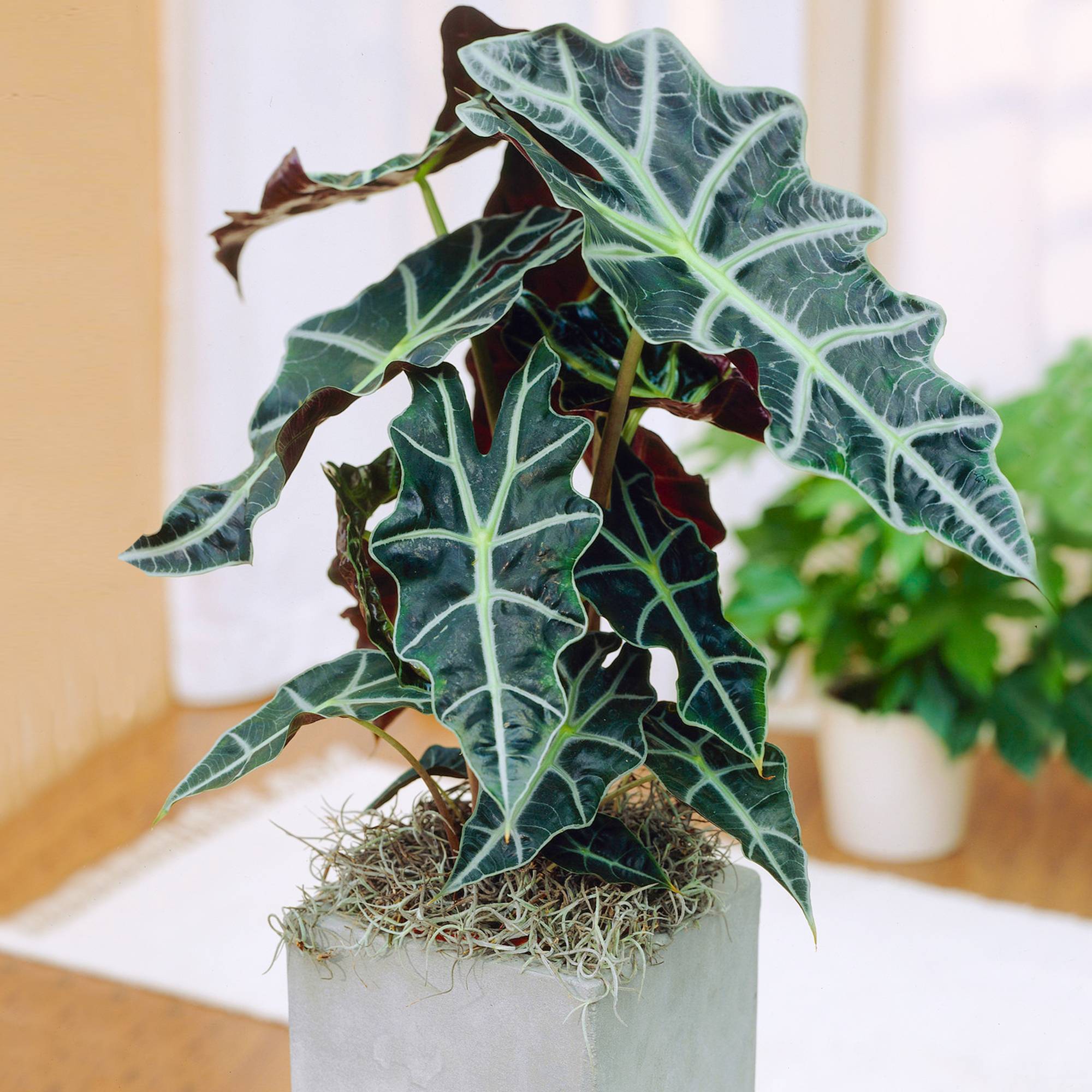 Gardenersdream - Élégant Alocasia Polly En Pot 30-40 Cm Plante Oreille D’Éléphant Pour La Maison Ou Le Bureau - GardenersDream - Imagen 1