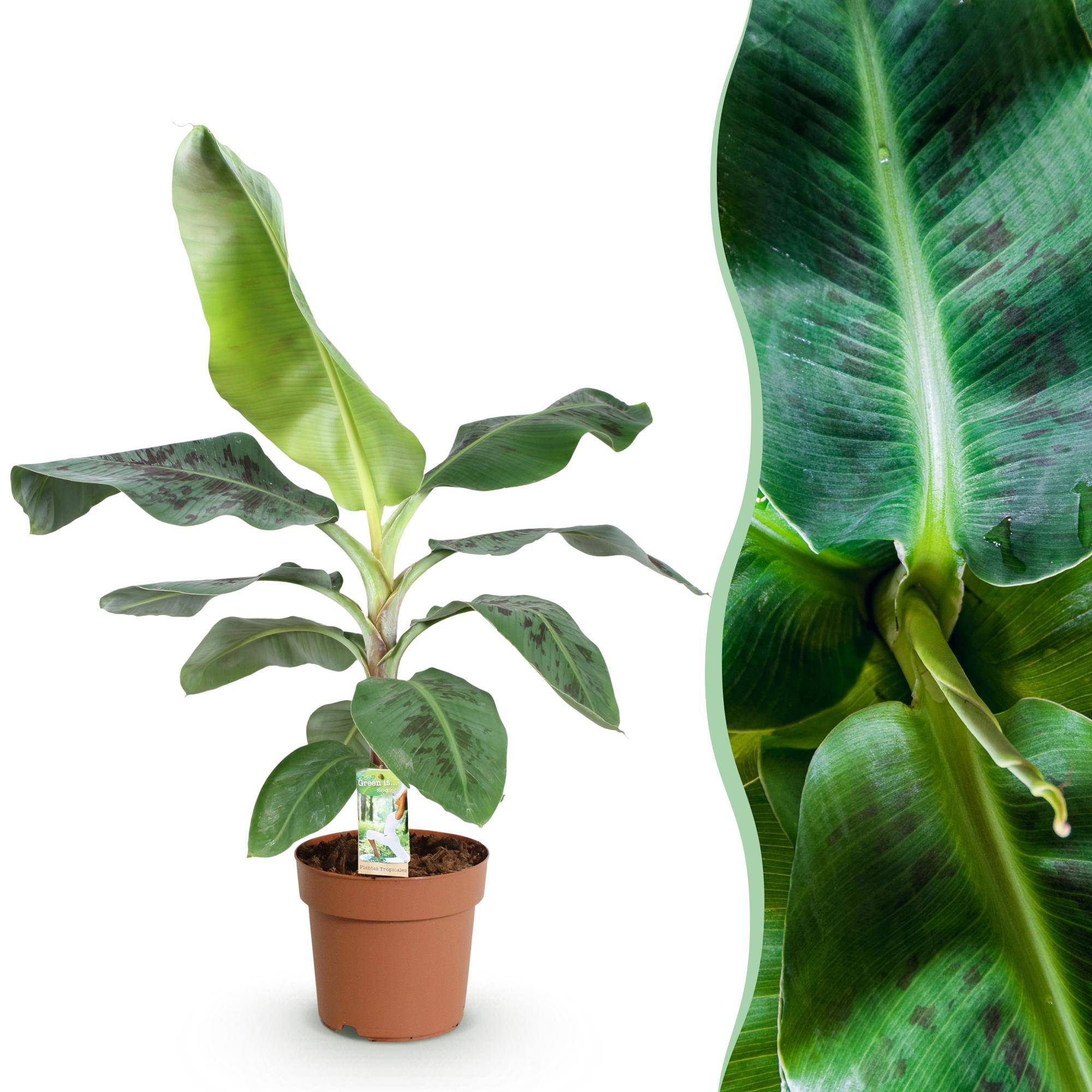 Musa acuminata Nain Cavendish - Plante de banane - Pot de 21cm - Hauteur 70-75cm - Sans cache-pot - Plantes d'intérieur