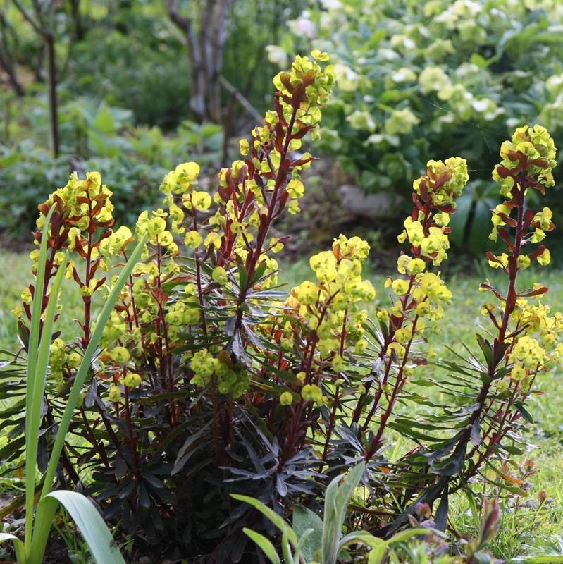 Euphorbia amygdaloides purpurea - Euphorbe des bois pourpre Godet de 8/9 cm - Image 1