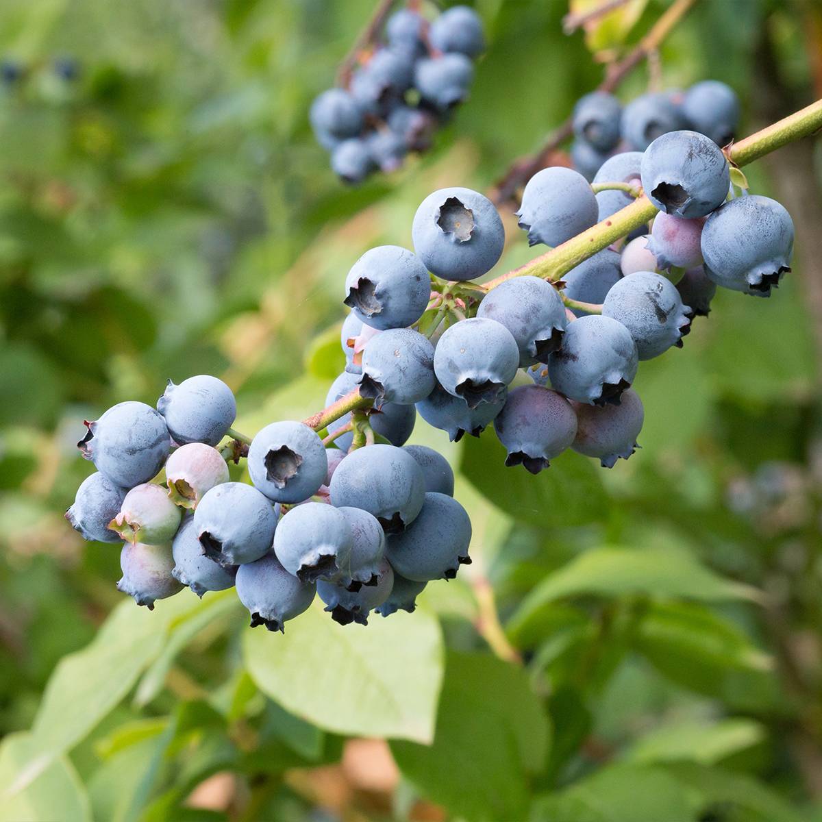 Promesse de Fleurs - Myrtille d'Amérique - Vaccinium corymbosum North Blue Godet de 8/9 cm