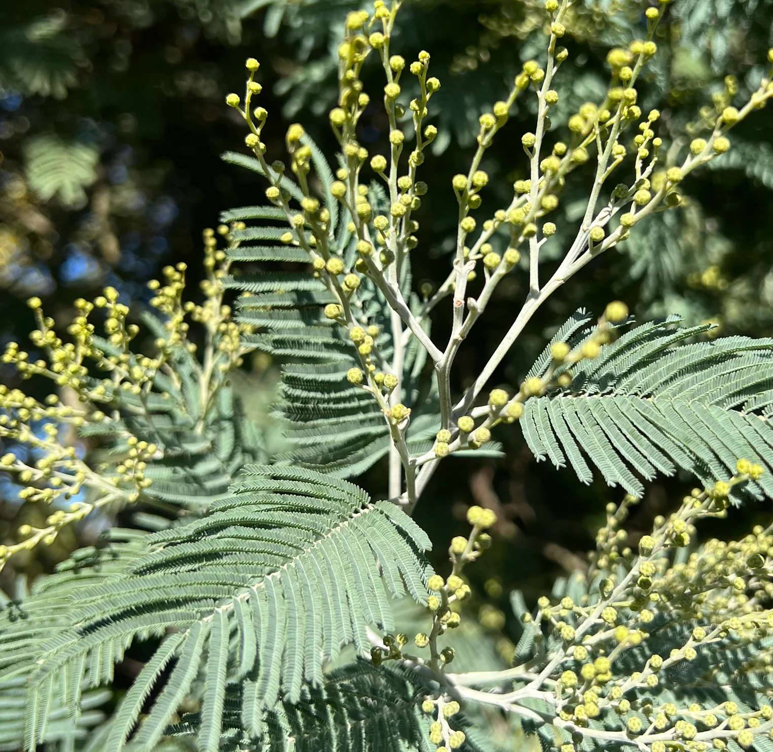 0 - Acacia dealbata var. Le Gaulois (Acacia D'Hiver) Pot de 4 litres - 80/100 cm - Image 2