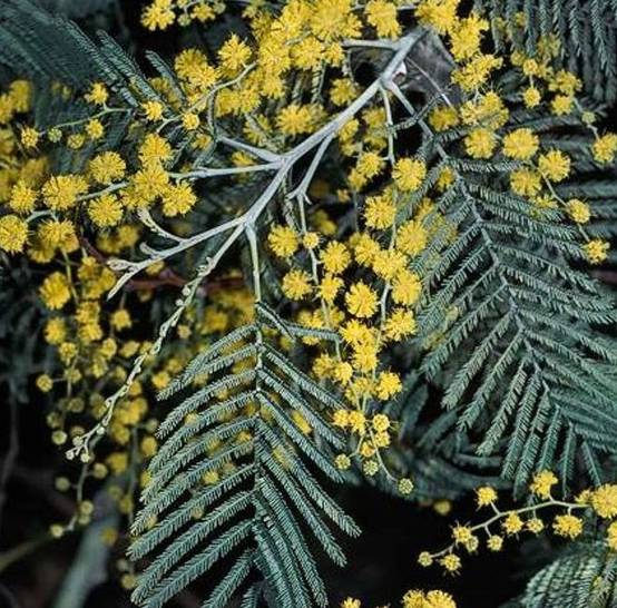 0 - Acacia dealbata var. Le Gaulois (Acacia D'Hiver) Pot de 4 litres - 80/100 cm - Image 3
