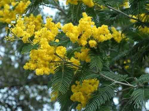 0 - Acacia dealbata var. Le Gaulois (Acacia D'Hiver) Pot de 4 litres - 80/100 cm - Image 1