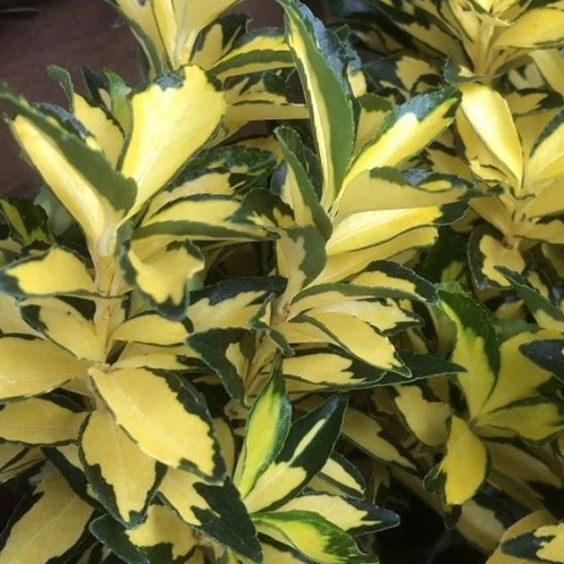 Promesse de Fleurs - Euonymus japonicus Exstase Goldbolwi - Fusain du Japon Pot de 3L/4L