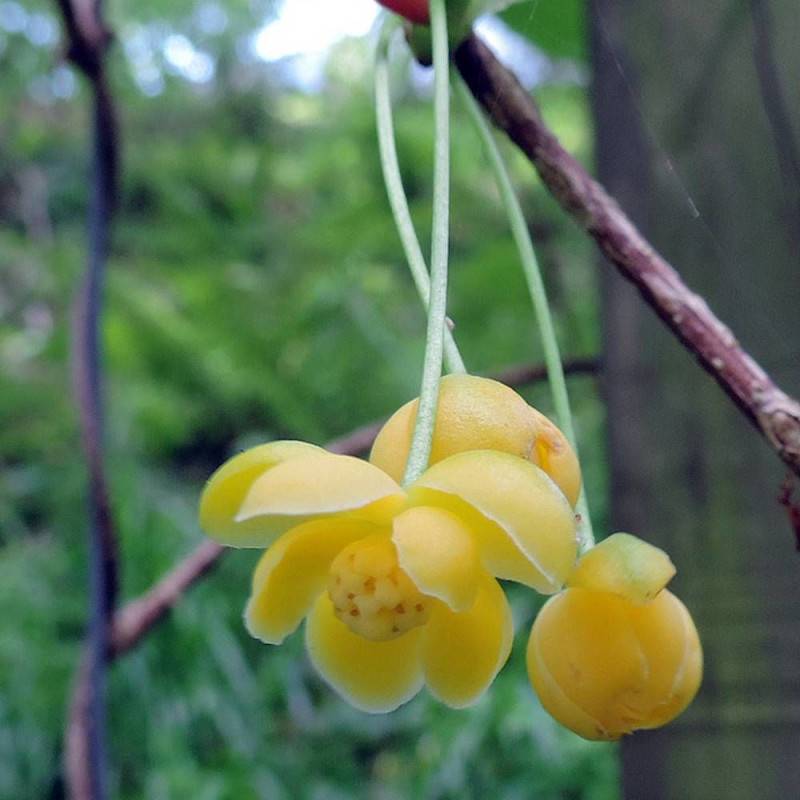 Magnolia grimpant henryi, Schisandra à fleurs Jaune - feuillage Persistant - Pot de 1,5L - Tuteur bambou 30/60 cm-  hauteur à maturité De 5,00 m à 10,