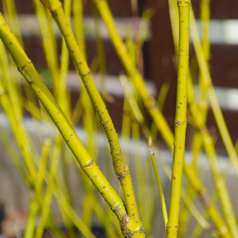 Cornouiller stolonifère 'Flaviramea' (Cornus stolonifera 'Flaviramea') - Godet - Taille 30/50cm - Pépinières Naudet