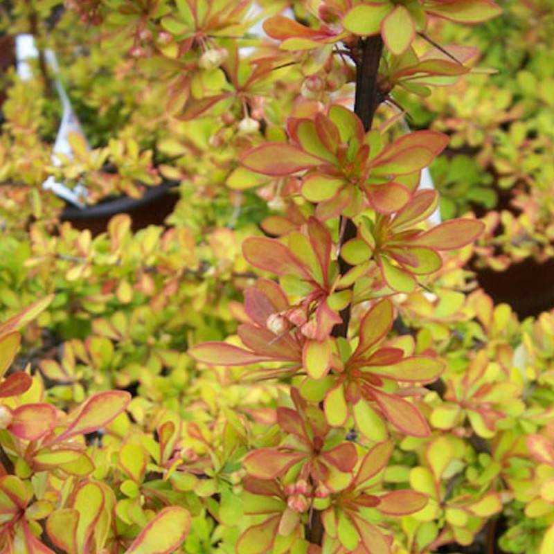 Epine-vinette Orange Torch®, Berberis à fleurs Orange - feuillage Persistant - Pot de 3L - 20/40 cm-  hauteur à maturité De 1,00 m à 1,50 m - Imagen 1