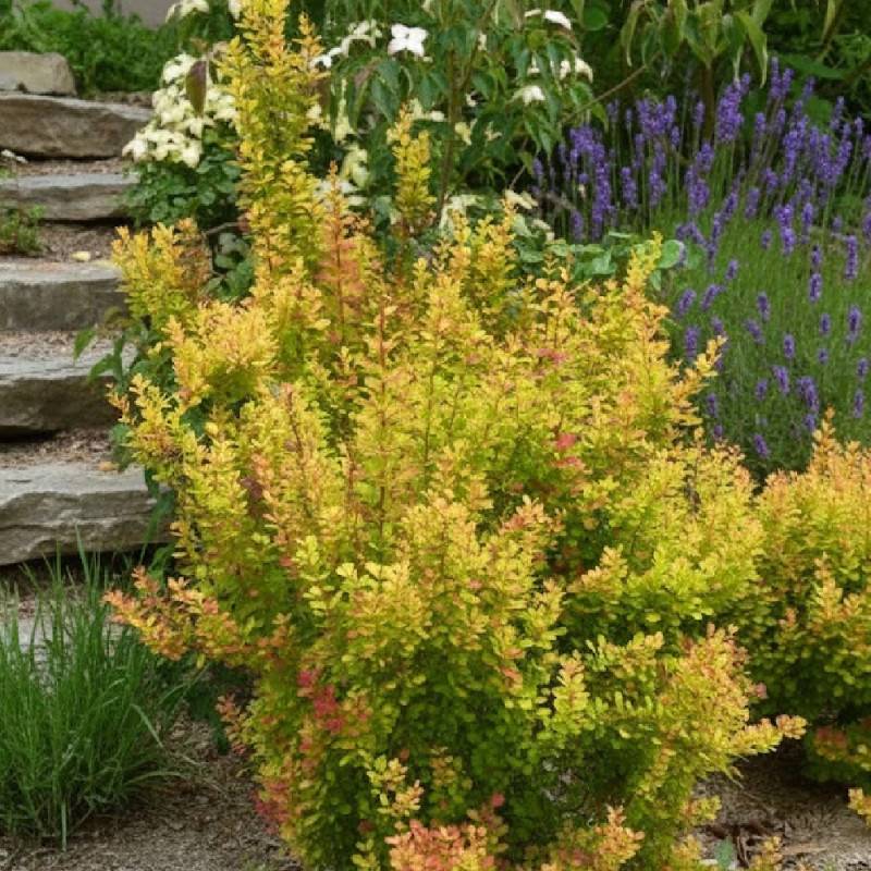 Epine-vinette Orange Torch®, Berberis à fleurs Orange - feuillage Persistant - Pot de 3L - 20/40 cm-  hauteur à maturité De 1,00 m à 1,50 m - Imagen 2