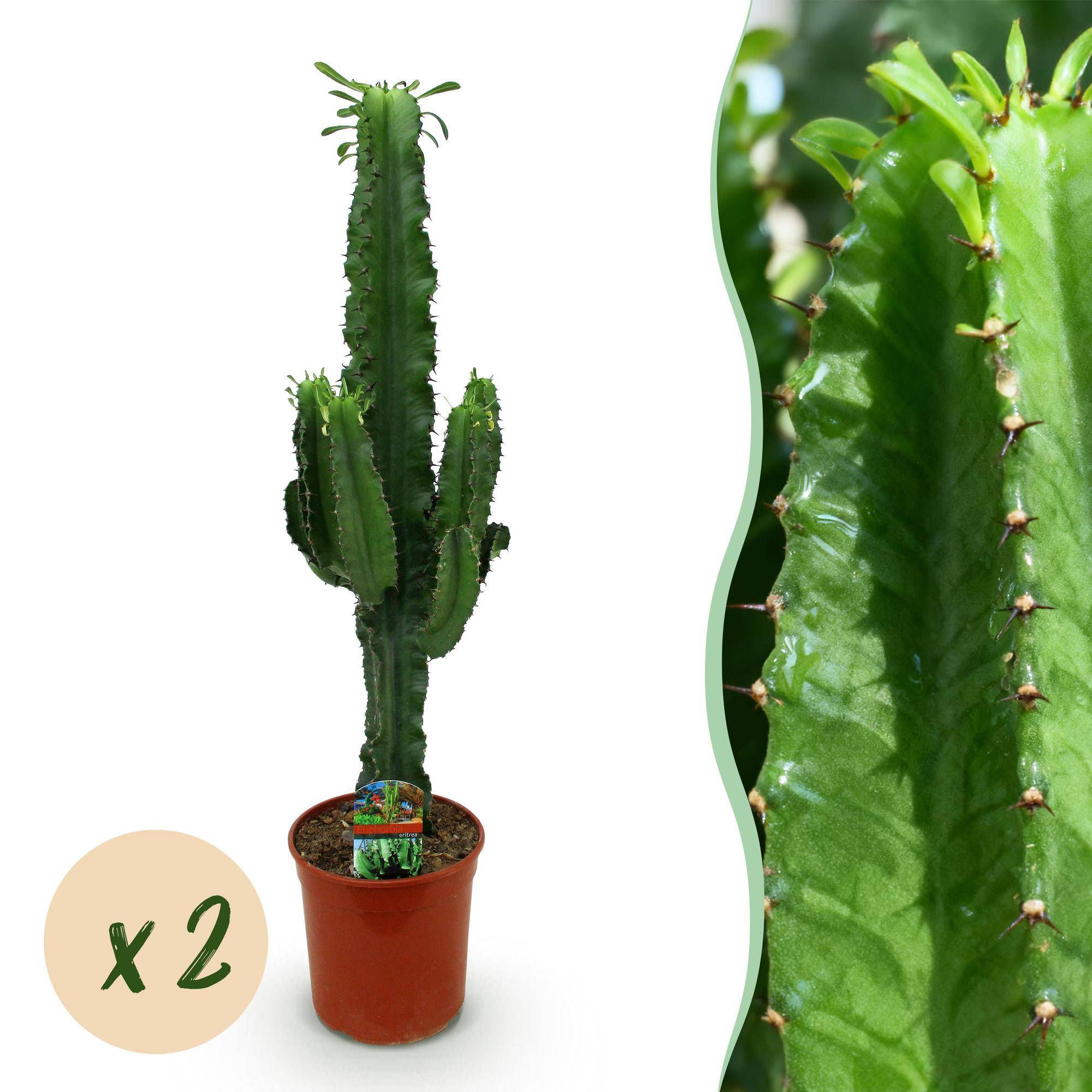 Euphorbia eritrea - Arbre à lait africain - Pot de 19cm - Hauteur 70cm - 2 plantes - Plantes d'intérieur